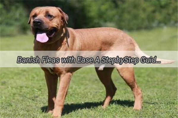 Banish Fleas with Ease A StepbyStep Guide to Bathing Your Dog Like a Pro